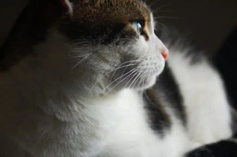 Cat Stare Stock Photos