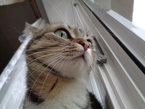 Cat stare at side Foto stock