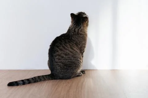 The cat stares at the blank wall Stock Photos
