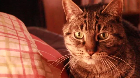 Cat stares intently Stock Footage 45706695