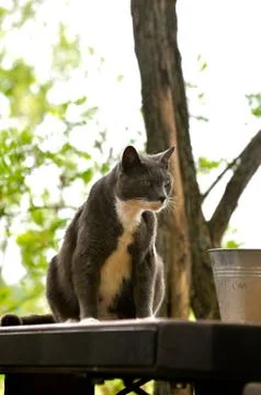 Cat stares 写真素材