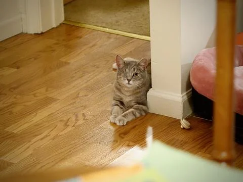 Cat stares 写真素材