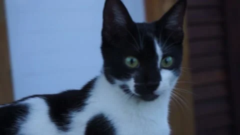Cat staring in cabin in the woods Stock Footage 196447492