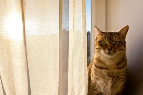 Cat staring into the camera and sits on the window board Фото