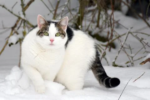 Cat staring at camera and walking in snow. Stock Photos