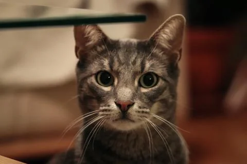 A cat staring at the camera confused Stock Photos