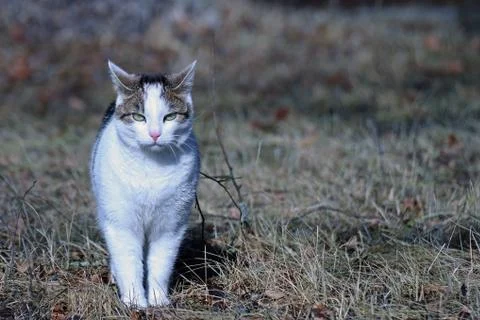 Cat staring at camera in the garden. Stock Photos