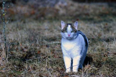 Cat staring at camera in the garden. Stock Photos