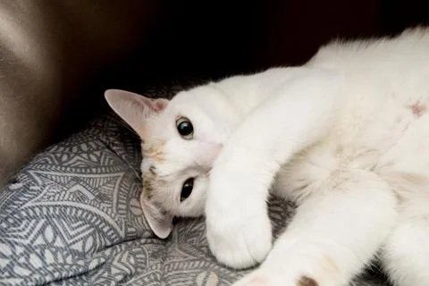 A cat staring at the camera &amp; her hand placed on her mouth. Stock Photos