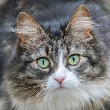 Cat staring at camera Stock Photos