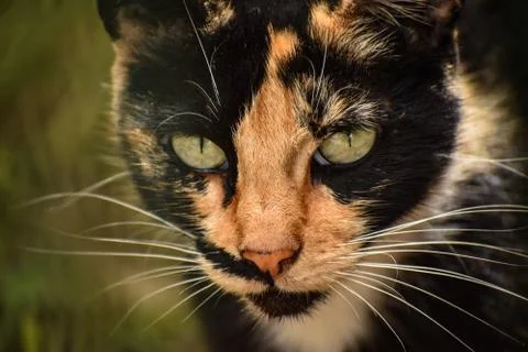 Cat staring at the camera Foto stock