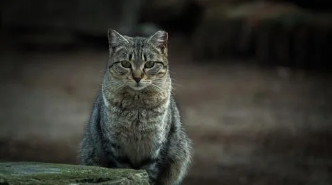 Cat staring at the camera Stock Photos