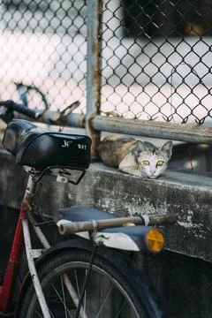 Cat staring at camera, sitting on cement wall below fence, with bike leaning Stock Photos
