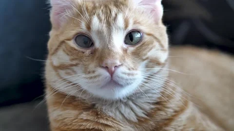 Cat Staring at the Camera without Moving Stock-Footage 333180493