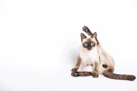 Cat Staring During Cleaning Crotch Stock Photos