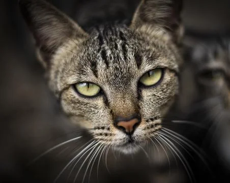 Cat Staring Intensely into the Camera. Stock Photos