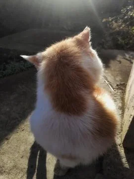 Cat Staring Intently 库存照片