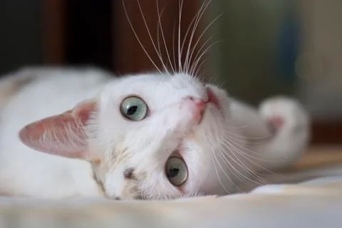 Cat staring at my camera. Foto stock