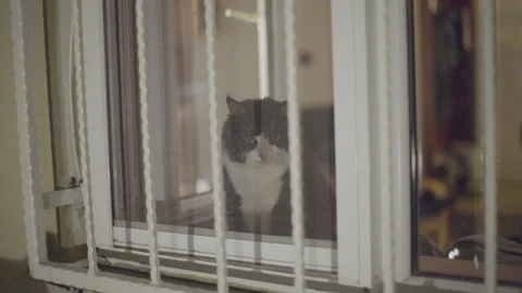 A cat staring out. Stock Footage 124263948