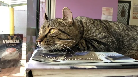 Cat staring out window - Slow Motion Stock Footage 105929196