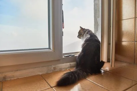 Cat staring outside Stock Photos