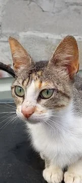 Cat staring Foto stock
