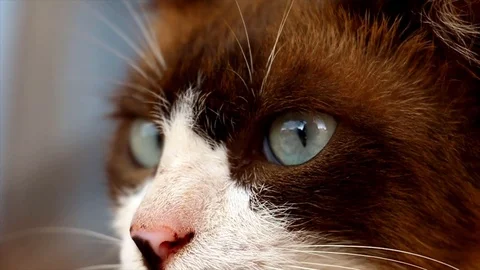 Cat staring seriously at something beautiful Stock Footage 109214186