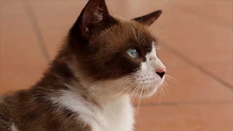 Cat staring seriously at something beautiful Stock Footage 109214191