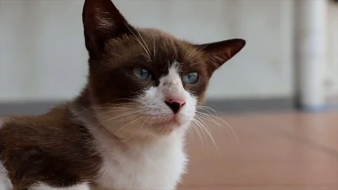 Cat staring seriously at something beautiful Stock Footage 109214196