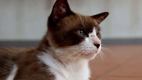 Cat staring at something interesting and playing around Stock Footage 109214199