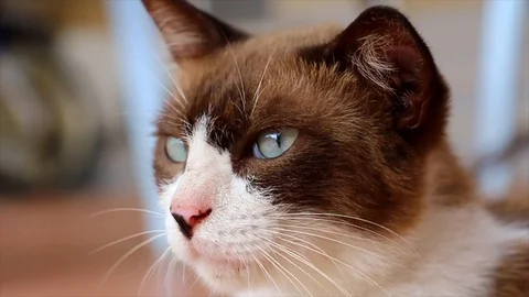 Cat staring at something interesting and playing around Stock Footage 109214220