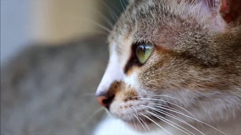 Cat staring at something interesting and playing around Stock Footage 109214223