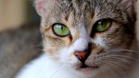 Cat staring at something interesting and playing around Stock Footage 109329683