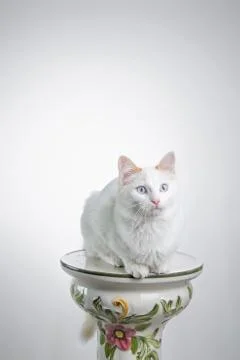 Cat staring on white 写真素材
