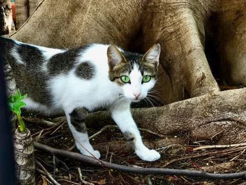 THE CAT IS STARING AT YOU Foto stock