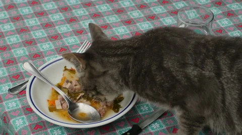 Cat steals food into a dish on a table; 4k footage Vidéo 40282251