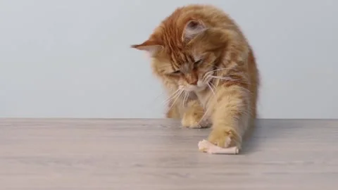 A cat steals ham from the table. Mainecoon Stock Footage 229713271