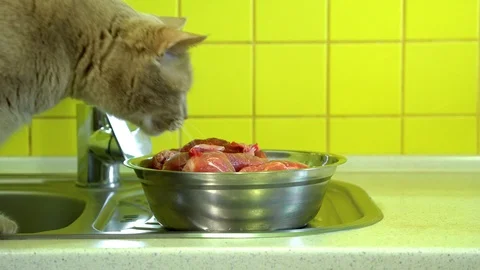 The cat steals meat from the kitchen table Stock Footage 88601722