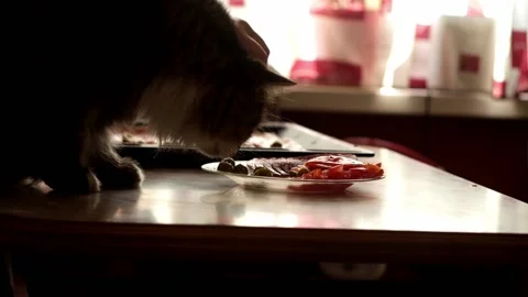 Cat steals olives from plate on kitchen table close up Stock Footage 157055667