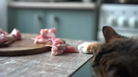 A cat steals a piece of meat from the table with its paw Stock Footage 303776927