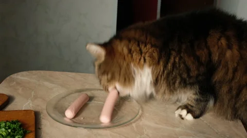 Cat steals sosauge from table Stock Footage 155054140