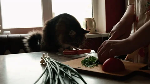 Cat steals sosauge from table Stock Footage 155054472