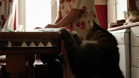 Cat steals sosauges from table Stock Footage 155054135