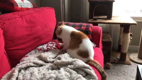 Cat stepping Stock Footage 122051666