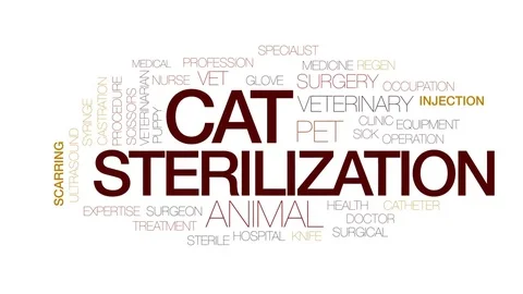 Cat sterilization animated word cloud, text design animation. Kinetic Stock Footage