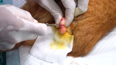 Cat Sterilization Steps (Handheld Shot) Stock Footage 90427484