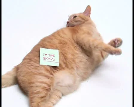 Cat with sticky note V1 - PAL Video stock 10766745