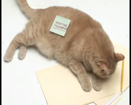 Cat with sticky note V1 - PAL Stock Footage 10766756