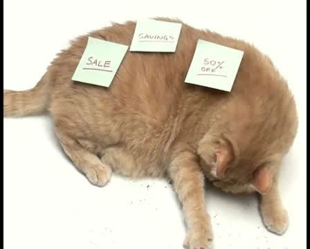 Cat with sticky note V1 - PAL Video stock 10766775