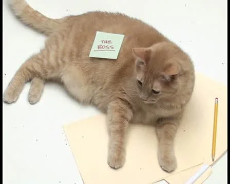 Cat with sticky note V1 - PAL Video stock 10766805